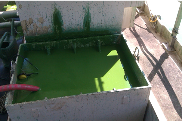 Nasbíraná biomasa po separaci je odčerpávána do kontejneru na břehu