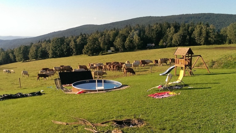 Pasoucí se krávy u penzionu na Šumavě